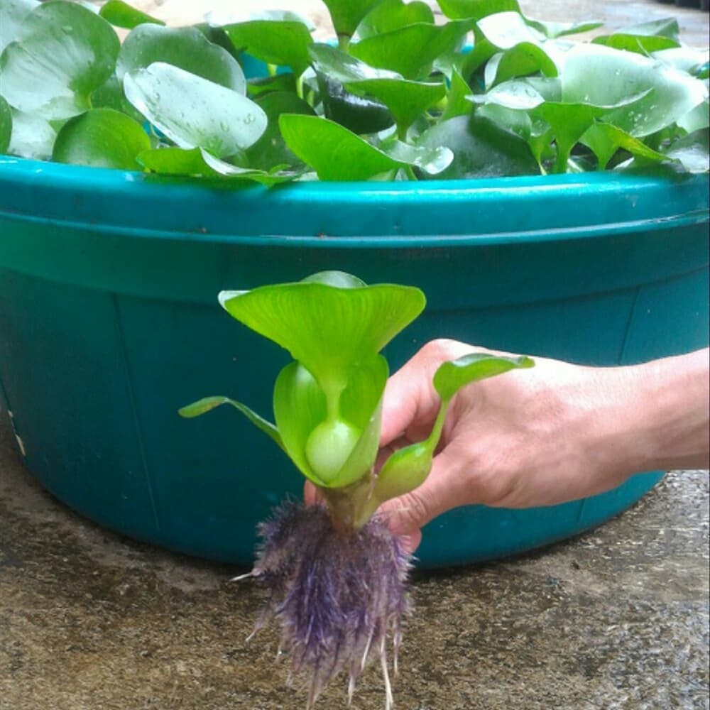 

promo eceng gondok mini