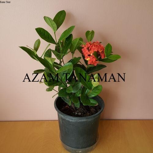 tanaman hias asoka hawai merah - soka daun besar