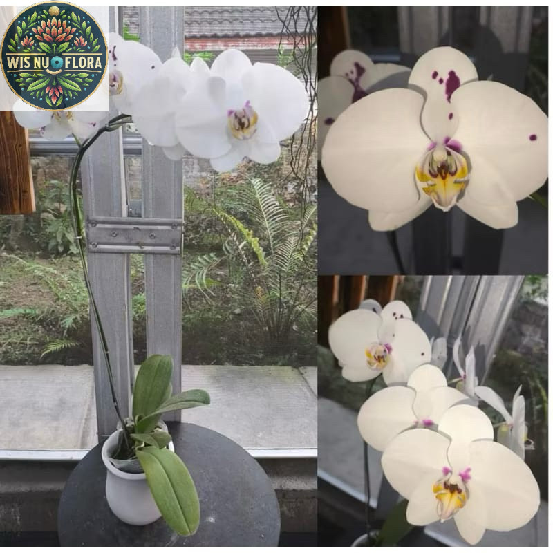 anggrek bulan bunga putih