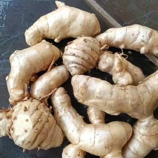 

KUNYIT PUTIH/TEMU PUTIH/OBAT KUNYIT KEMASAN KONENG BODAS SEGAR FRESH ORGANIC BISA COD (BESIH). ADN