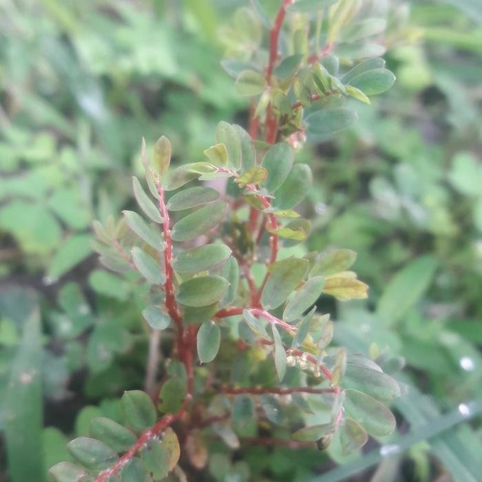 

meniran merah segar ready diap kirim