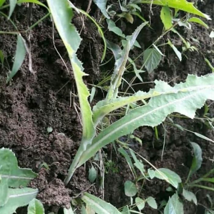 

TEMPUYUNG SEGAR 250gram HERBAL