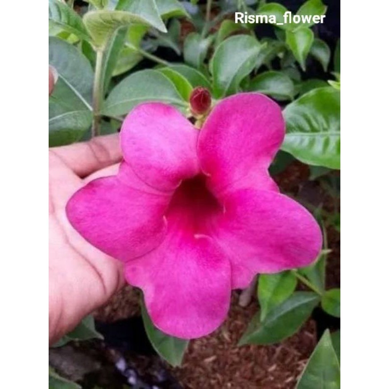 POHON ALAMANDA BUNGA PINK - TANAMAN BUNGA ALAMANDA
