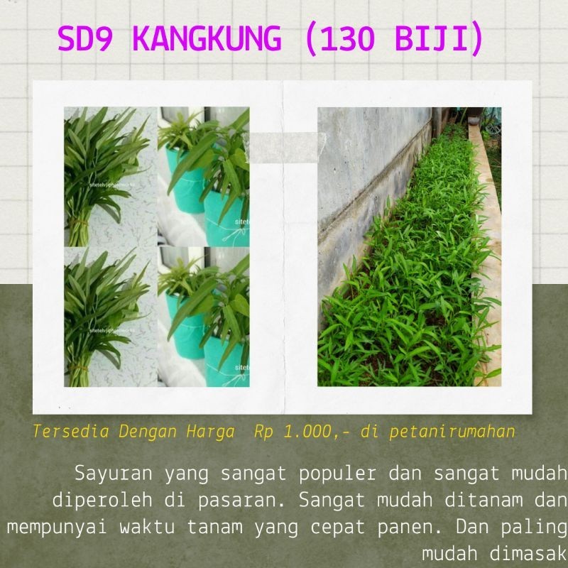 BIJI BIBIT BENIH KANGKUNG DARAT CABUT  MURAH