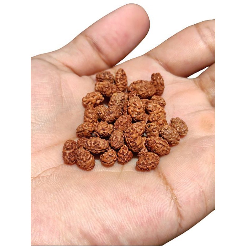 Jenitri Rudraksha Mukhi 2 Garis 2 Beads Baru