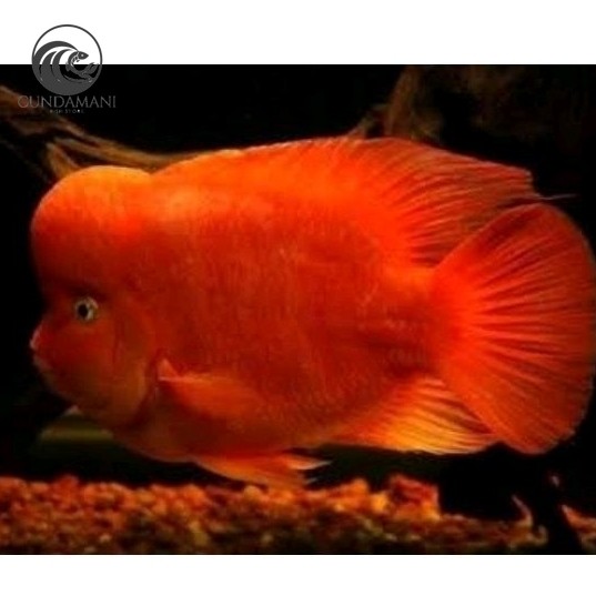 hiyasan aquarium Dekorasi burayak louhan 5-6 cm berkualitas SRM monkey lohan gen import cunda