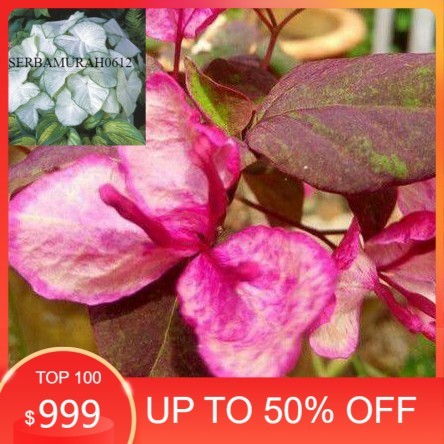 Bugenvil Black Maria (bibit)