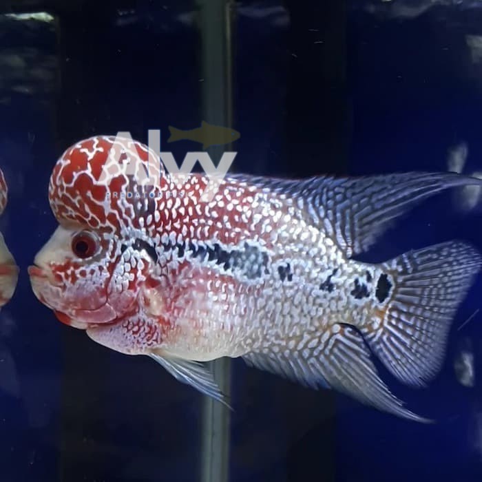 hiyasan aquarium (INSTANT BANDUNG) IKAN HIAS LOUHAN SUPER RED MAGMA SRM FLOWERHORN AIR TAWAR AQUARIU