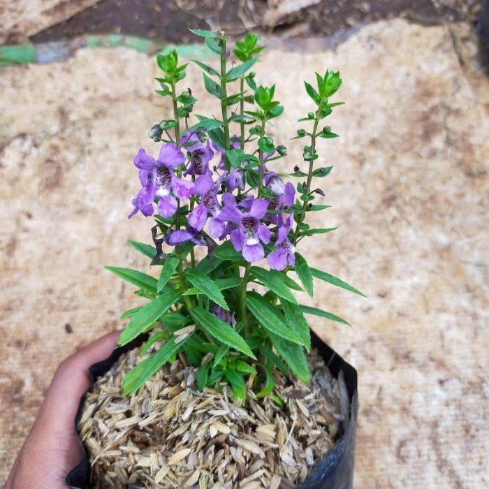 Tanaman hias pengusir nyamuk / tanaman lavender / tanaman hias lavender