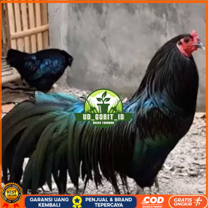 

TELUR FERTIL AYAM BLACK SUMATRA UNTUK DI TETASKAN UD_GOBIT_ID