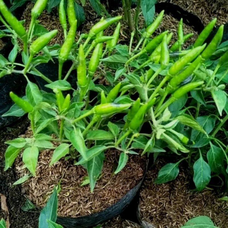 

Tanaman Buah Cabe lalap ijo Rimbun Dan Berbuah Atau Berbunga