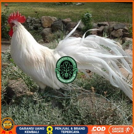 

Telur ayam hias onagadori ekor panjang fertil siap ditetaskan - ayam onagadori UD_SUPER_UNGGUL_ID