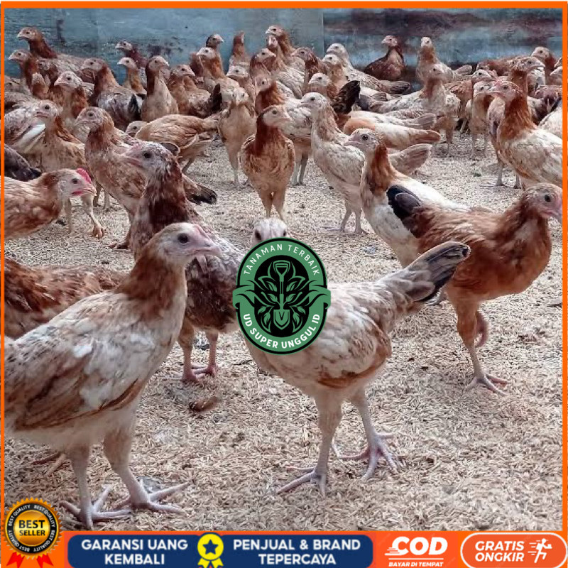 

TELUR FERTIL AYAM ELBA PETELUR HANDAL INDUKAN TERSELEKSI UNTUK DITETASKAN UD_SUPER_UNGGUL_ID