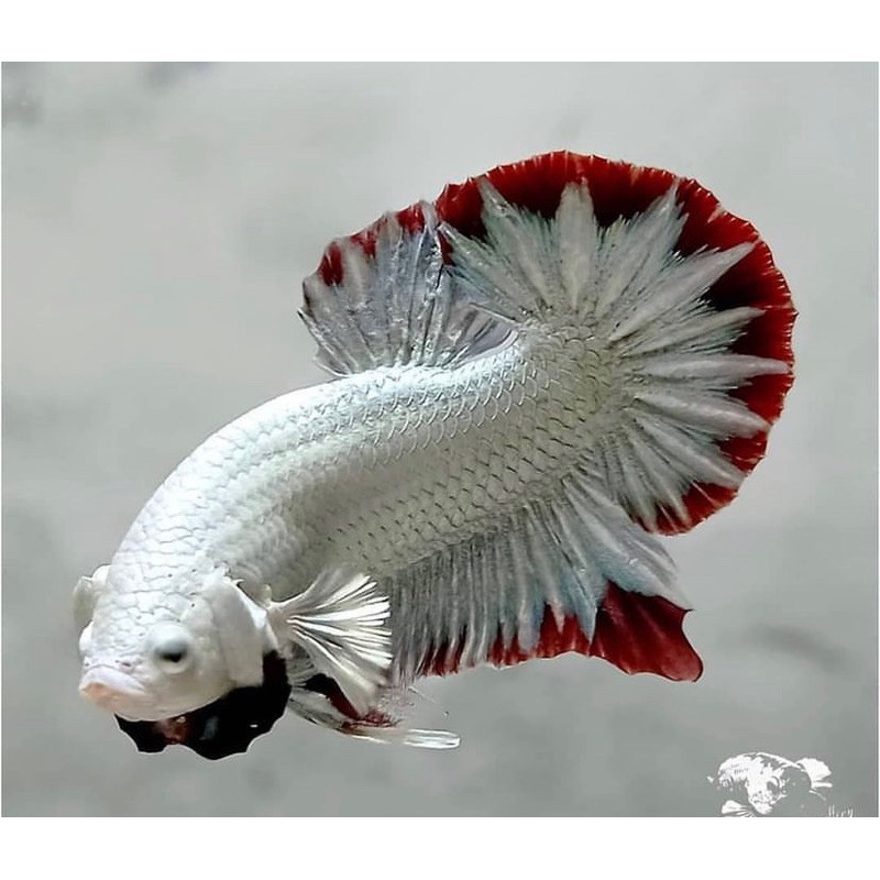 stiker PAJANGAN DINDING CUPANG RED DRAGON SNOW (RDS) & SUPER RED SIZE M