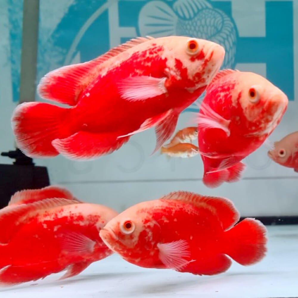 Ikan Oscar Red Chili / Ikan Predator / Ikan Hias Aquascape