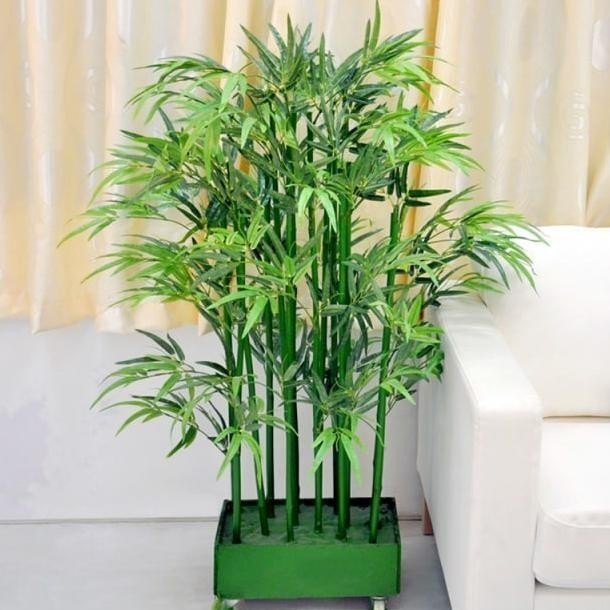Bambu jepang Bibit bambu jepang siap tanam tinggi satu meter