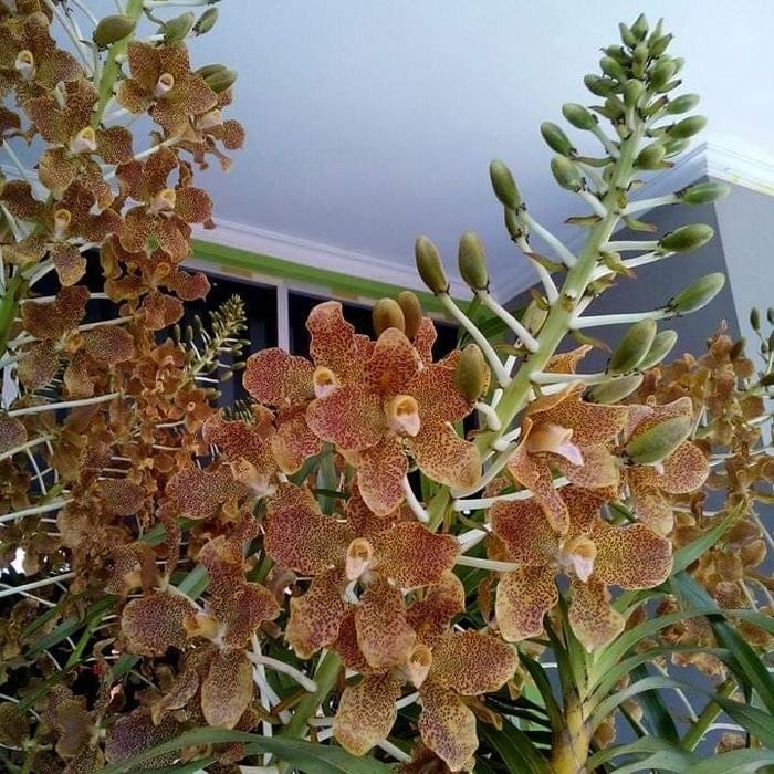 anggrek tebu/grammatophyllum speciosum