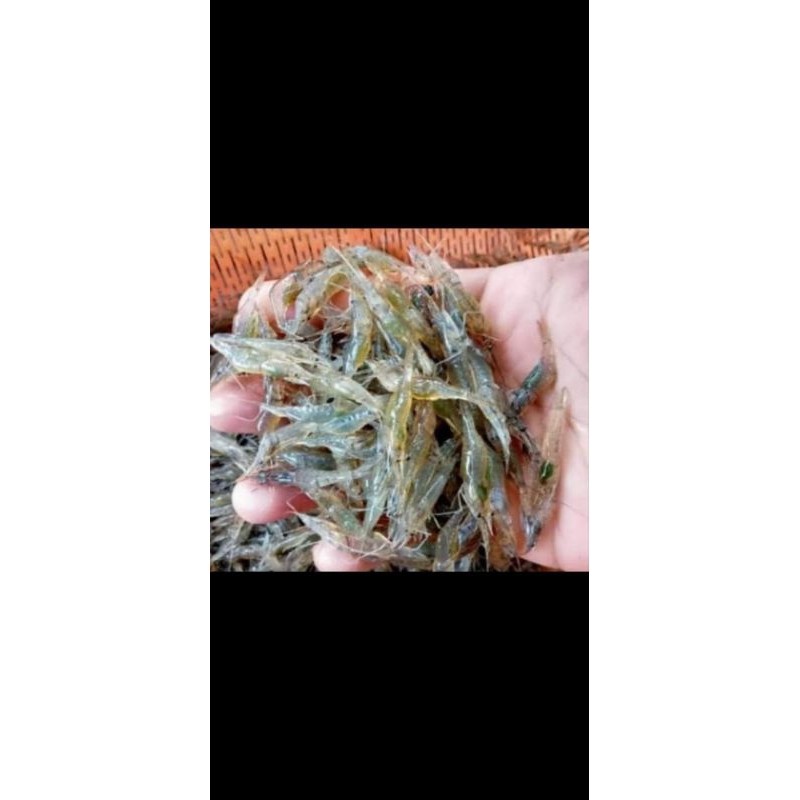 Hiasan Udang Sawah - Udang Air Tawar - Udang Rawa Hidup Pakan  Predator