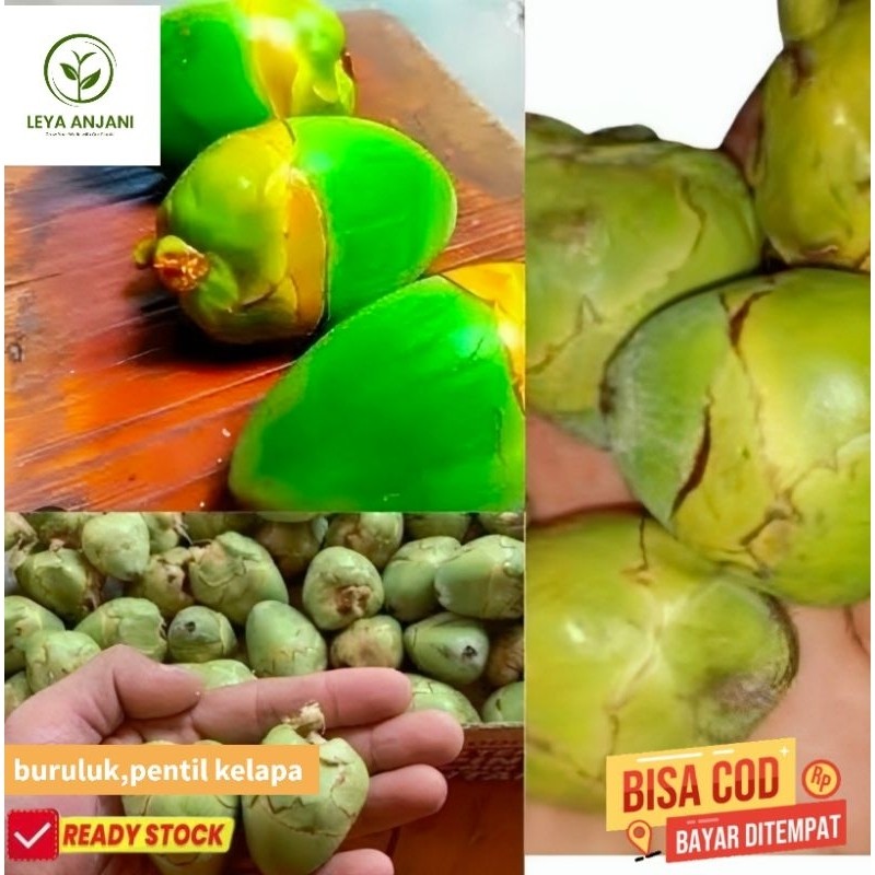 

baruluk/buruluk/biruluk/pentil kelapa,obat diabetes,kutil dan lambung per 10 pcs