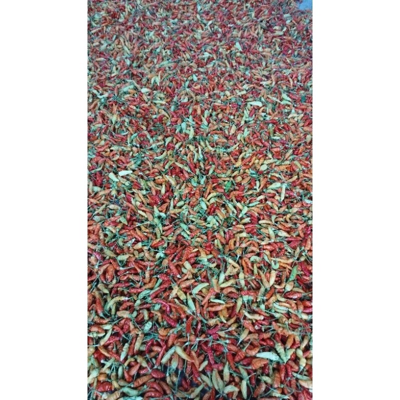 

Paket Cabe rawit murah fresh cabai lokal 500 gram