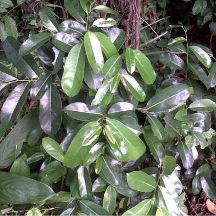 

500gr Daun Sirsak Liar / Hutan Segar (Annona Montana) Daun Lebar