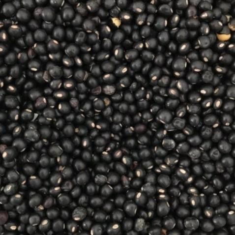 

Kacang Gude Kering/ Bibit Kacang Bali Cajanus Cajan Peas - 250 Gram