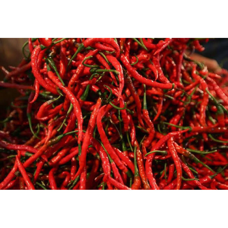 

Paket Cabe Merah Keriting 1 kg | Cabe Merah Tampar | Lombok Pluntir