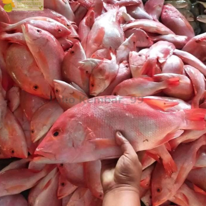 

Ikan Kakap Merah Segar 1Kg Ikan Kakap Merah Utuh