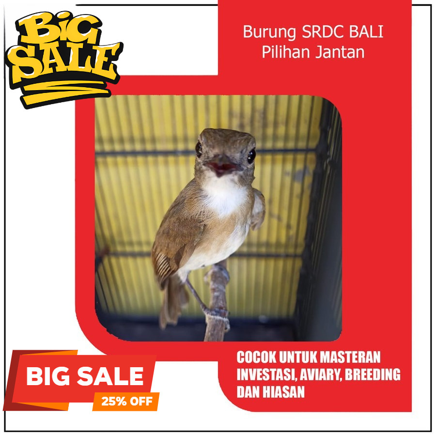 Sikatan RIMBA DACOK RAWATAN MULUS PILIHAN JANTAN SRDC GACOR Koang kicau zaini canary