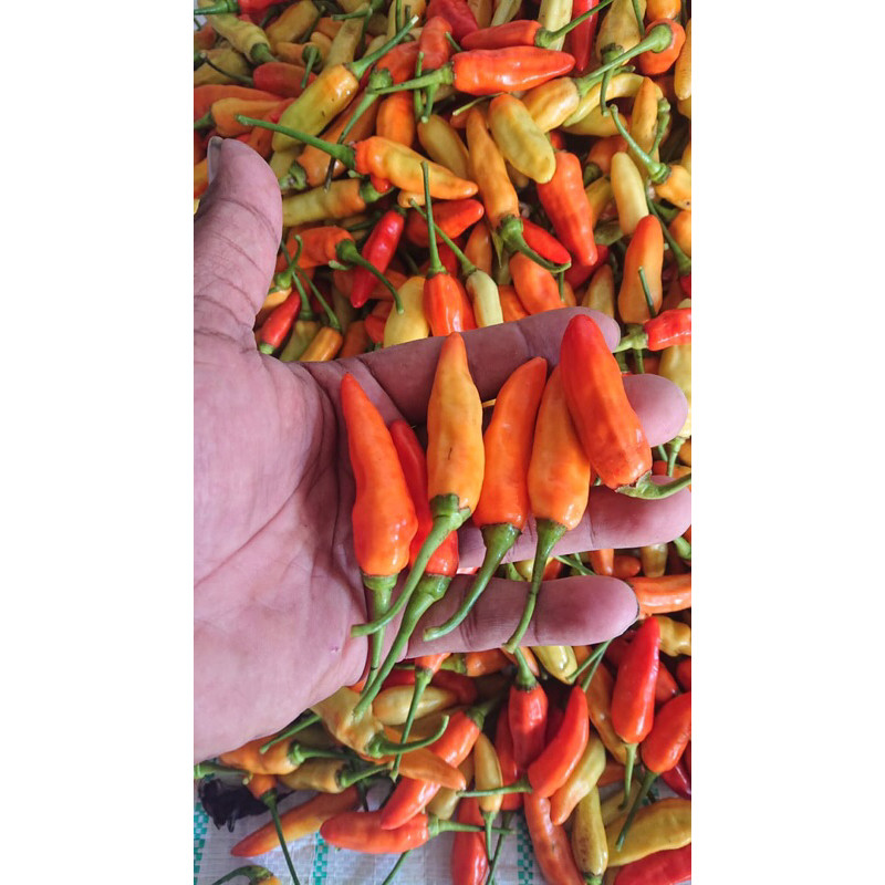 

PROMO cabai rawit merah Asmoro / ORI super pedas 250gr