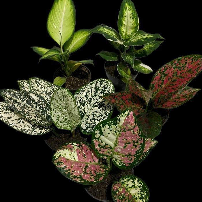 Promo Paket 4 Jenis Aglonema - Paket Aglonema Murah - Termurah