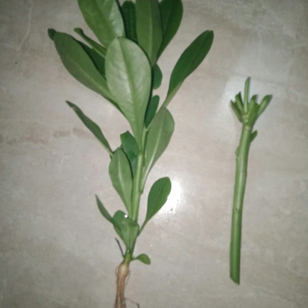 

bibit stek pohon ginseng jawa