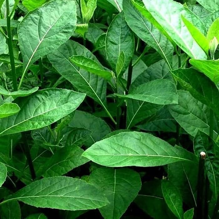 

Daun sambung nyawa obat untuk ginjal