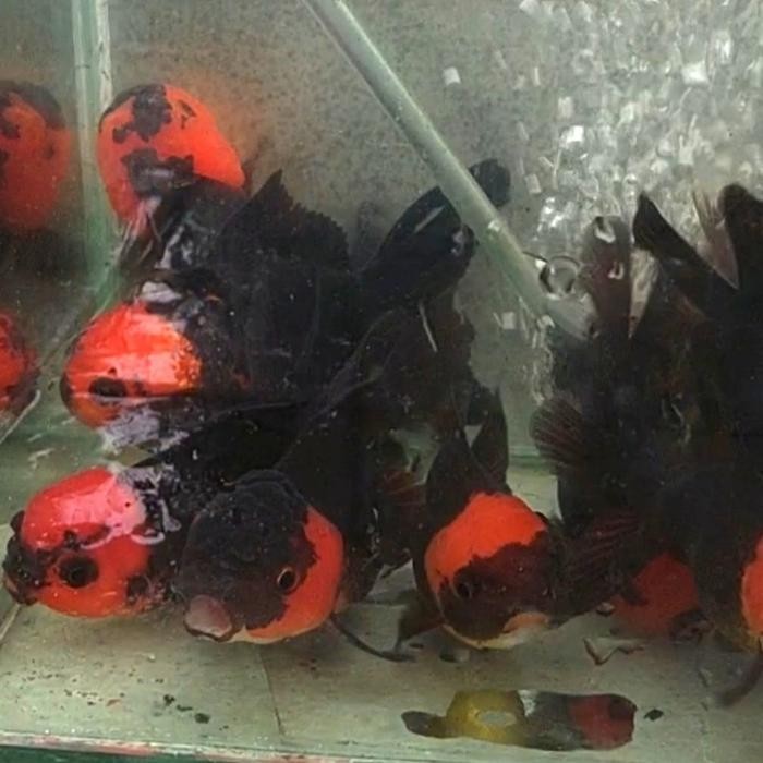Mas Koki Oranda Tanco PAKET SEPASANG 9-12 CM-Gratisongkir