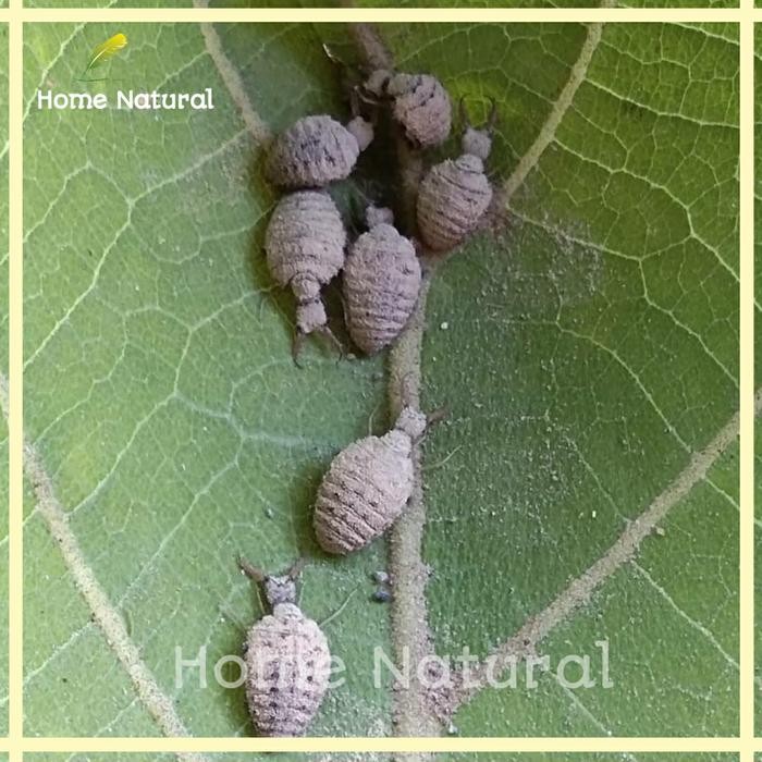 

Undur undur hidup herbal - Obat herbal undur undur hidup