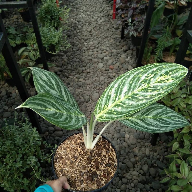 Bisa COD Tanaman aglonema blanceng zebra - blanceng zebra