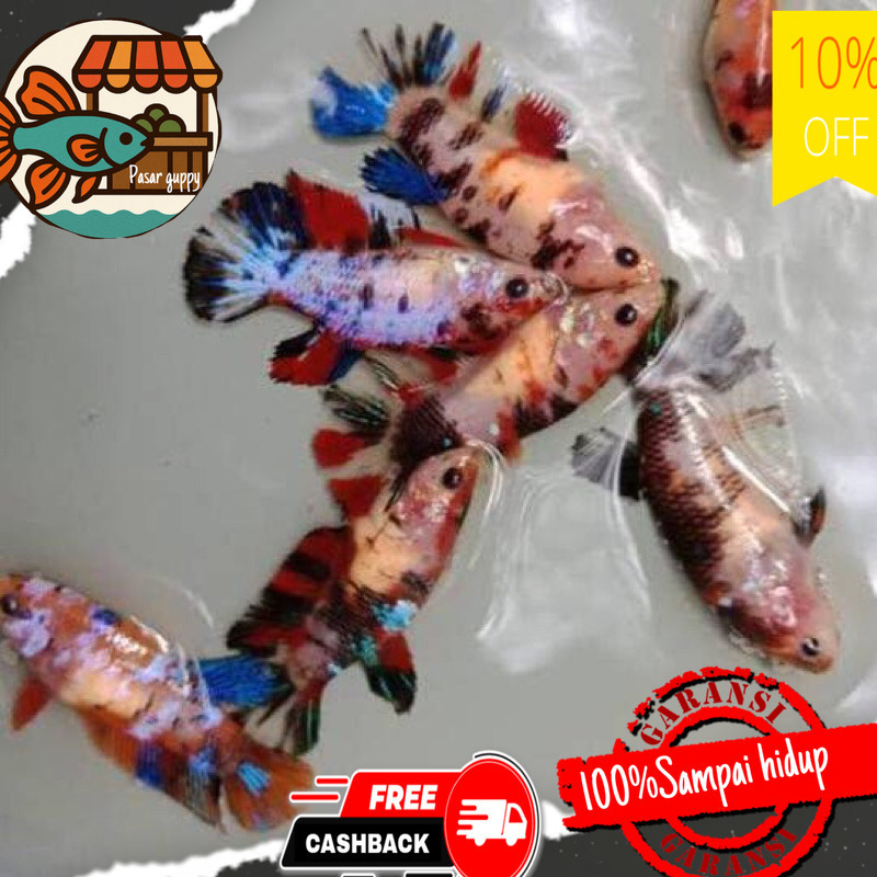 Hiasan aquarium Ikan Cupang Plakat Multicolour Betina Full Telur Size M