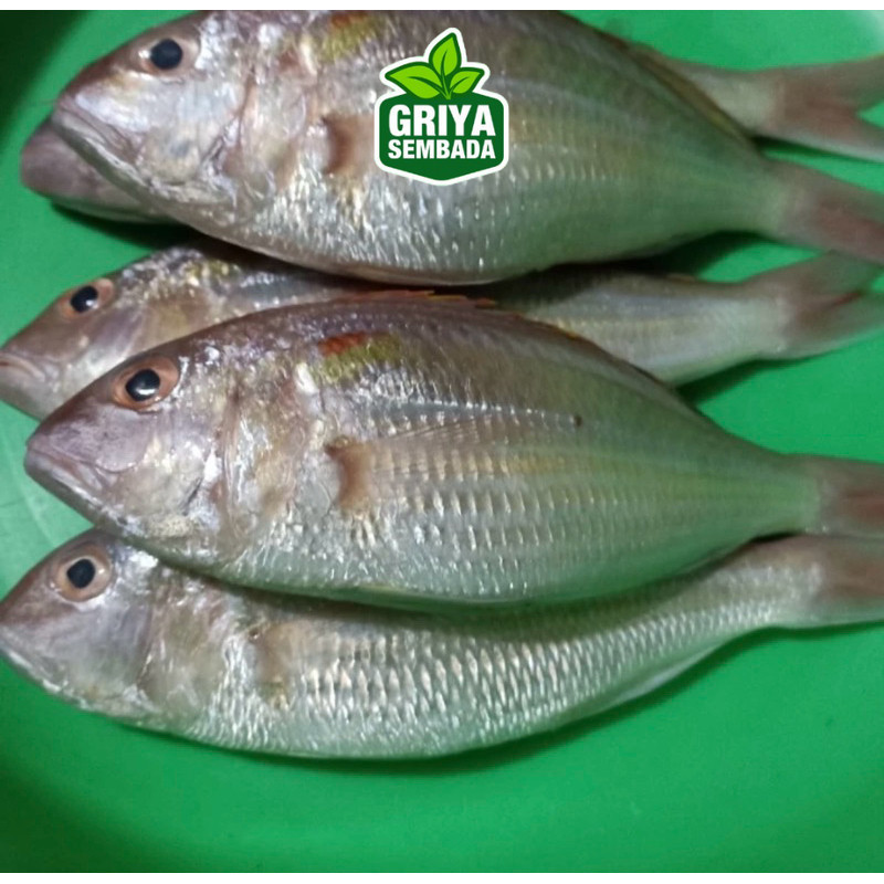 

Ikan Terisi Segar 1KG Griya Sembada