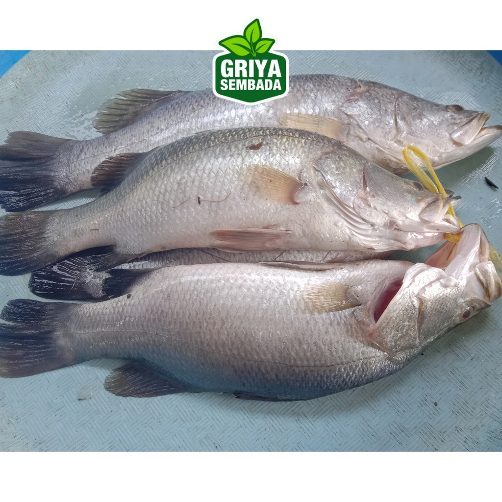 

Ikan Kakap Putih Segar 1KG Griya Sembada