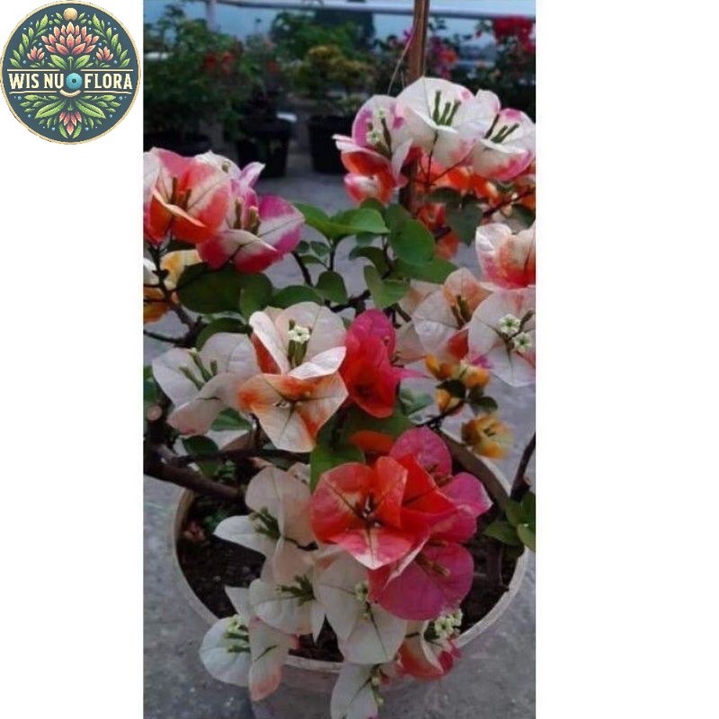 bibit tanaman bugenvil | tanaman hias bunga langka Bugenvile/BUGENVIL BUNGA KERTAS/BUGENVIL IMPORT/B