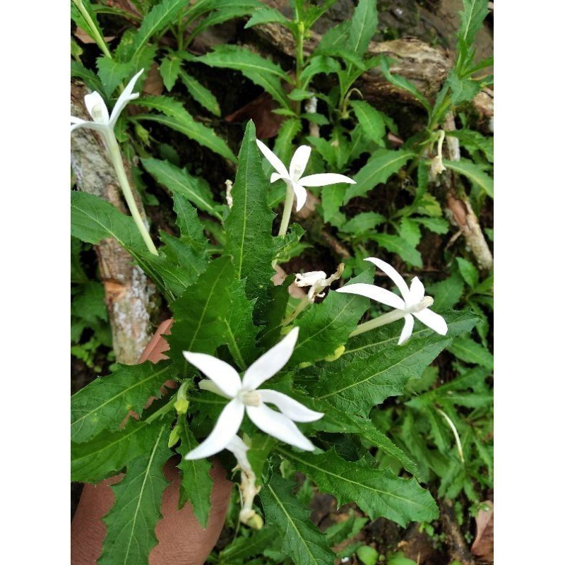 

New Promo daun kitolod segar 100gram murah obat mata COD Berkah_Alam_96