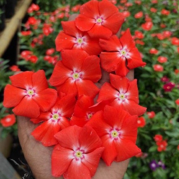 Vinca Mandarin Orange  (freshseeds)