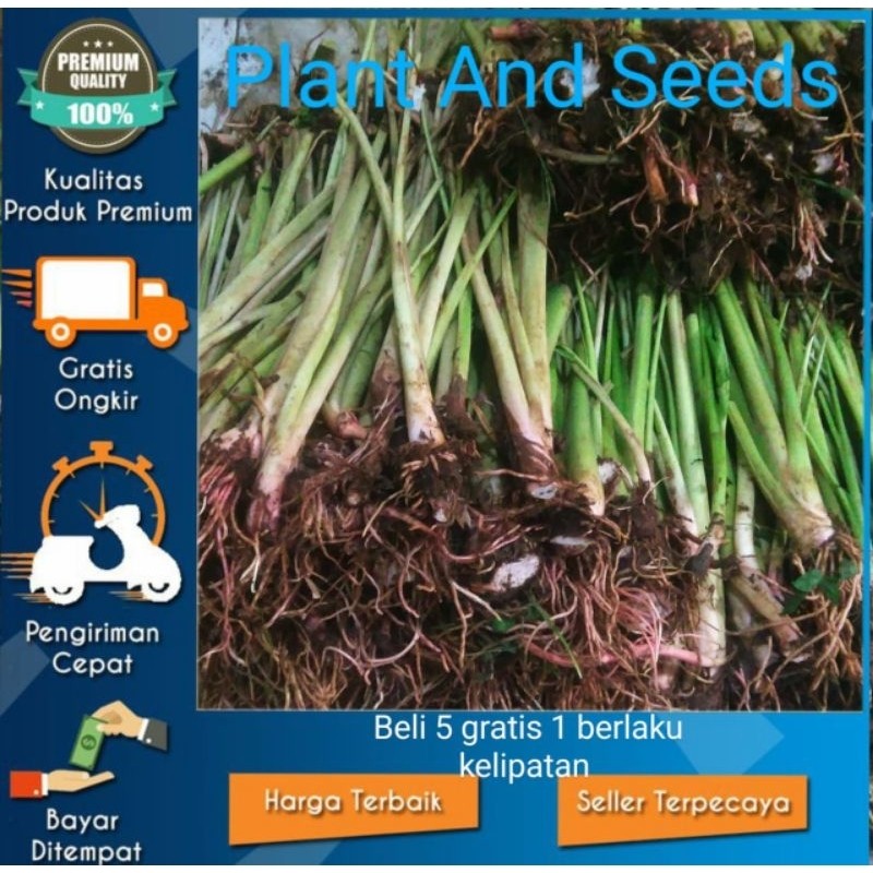 BIBIT TALAS PRATAMA 1 JENIS BERLIAN JUMBO ASLI BOGOR