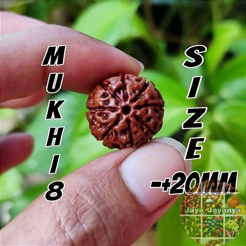 RUDRAKSHA MUKHI 8 JENITRI MUKHI ATAU GARIS 8 SIZE -+20MM Jaya_Jayanya