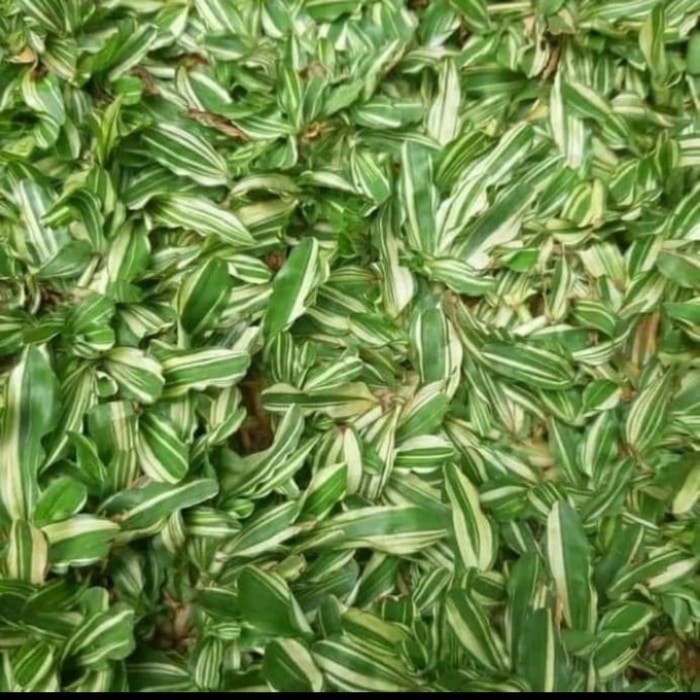 rumput gajah mini varigata