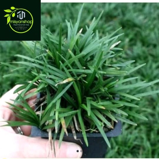 tanaman kucai mini Tanaman hias hidup