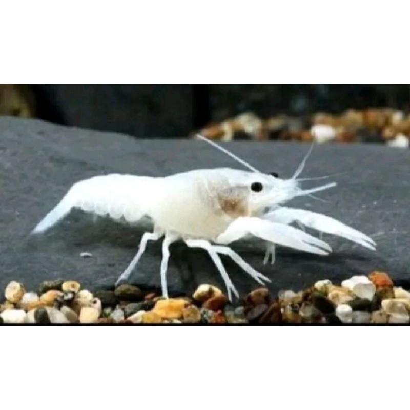 

lobster mix 20 ekor ( Cahaya aquatic )