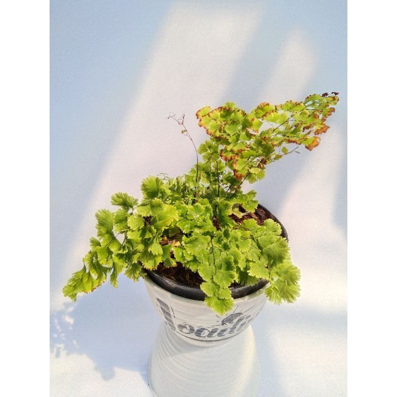 Adiantum Capillus / tanaman suplir kriting