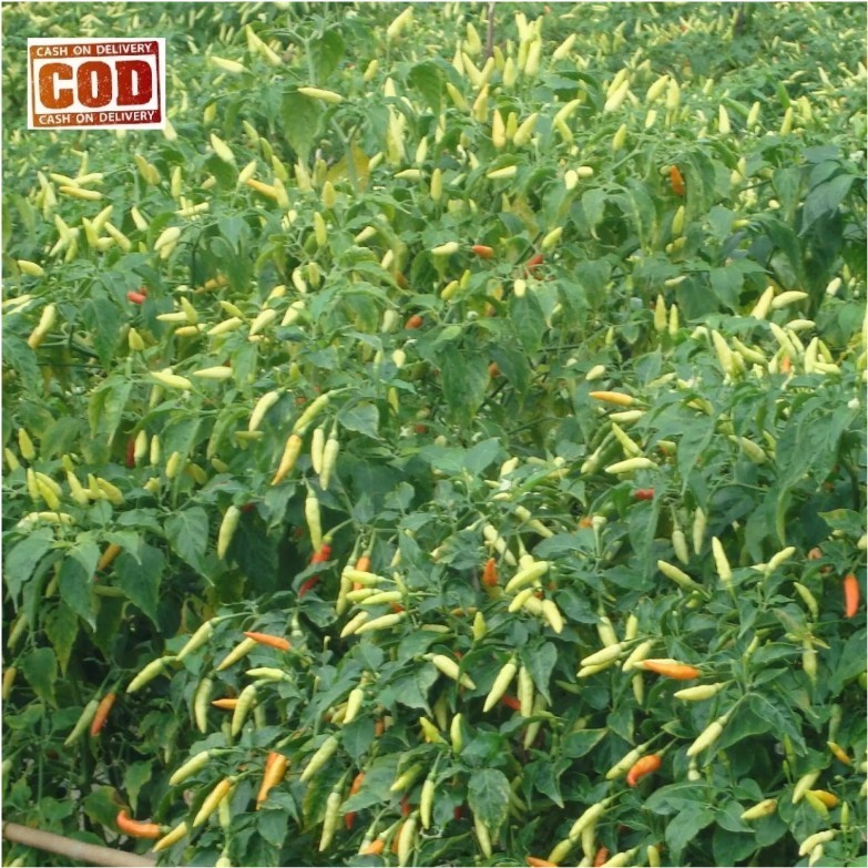 CABE RAWIT PUTIH -20PCS BIJI / BIBIT / BENIH - CABE RAWIT PUTIH /(  )