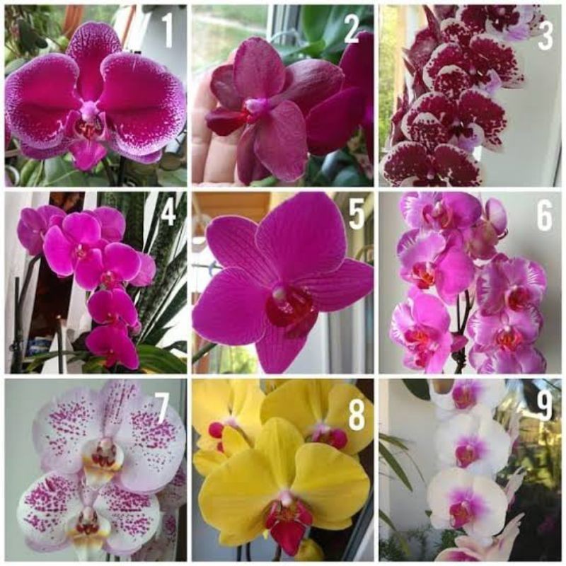 ( BISA COD ) Bunga Anggrek Bulan Tanaman Hias Anggrek Bulan Dewasa Varian Warna Bunga Hias Anggrek B